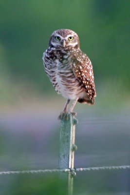 Burrowing Owl