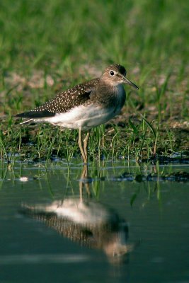 Solitary Sandpiper