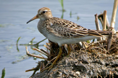 Pectoral Sandpiper