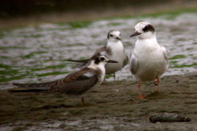 Black Tern