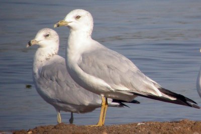 Ring-billed Gull