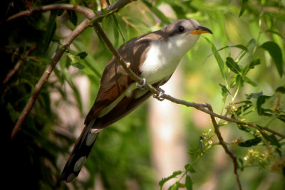 Yellow-billed Cuckoo