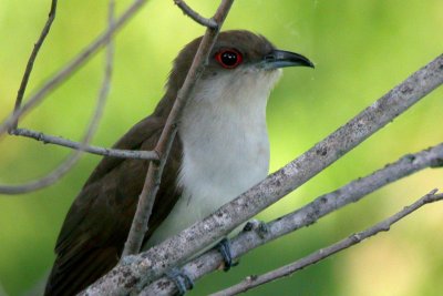 Black-billed Cuckoo