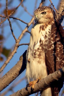 Red-tailed Hawk