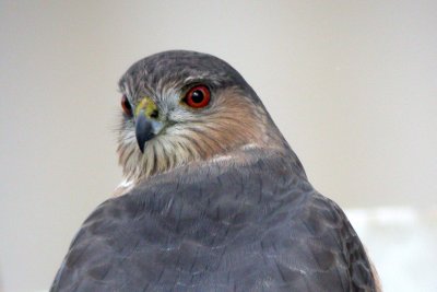 Sharp-shinned Hawk