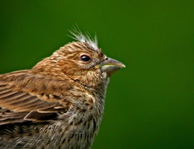 House Finch