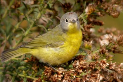 Nashville Warbler