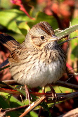 Lincoln's Sparrow