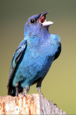 Indigo Bunting