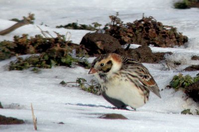 Lapland Longspur