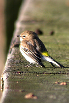 Yellow-rumped Warbler