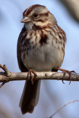 Song Sparrow