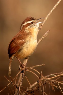 Carolina Wren