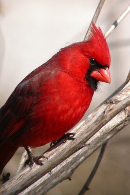 Northern Cardinal