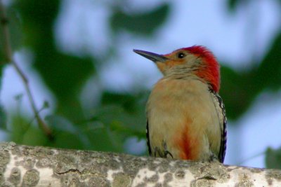 Red-bellied Woodpecker