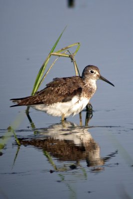 Solitary Sandpiper