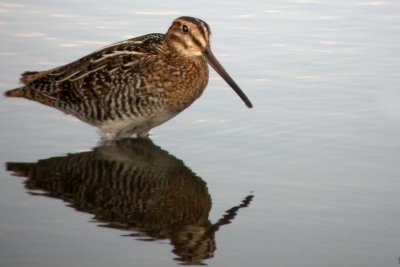 Common Snipe