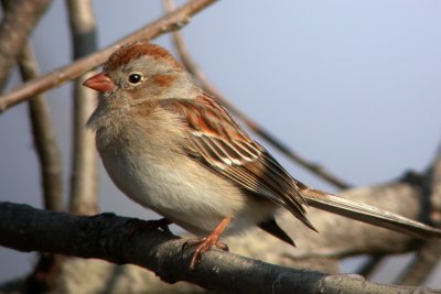 Field Sparrow