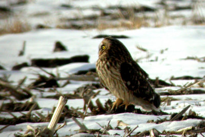 Short-eared Owl