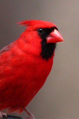 Northern Cardinal