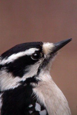 Downy Woodpeck