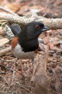 Eastern Towhee