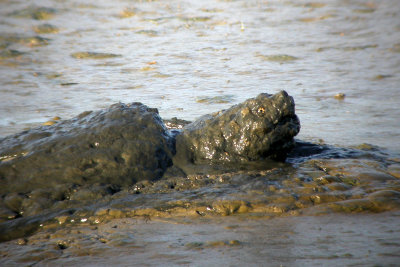 Snapping Turtle