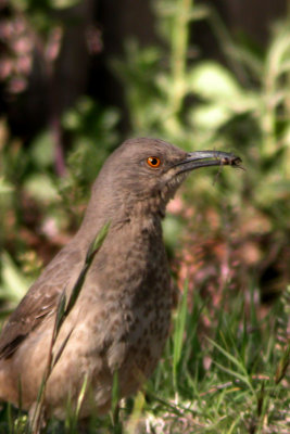 Curve-billed Thrasher