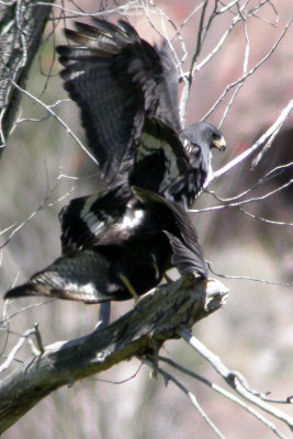 Zone-tailed Hawks