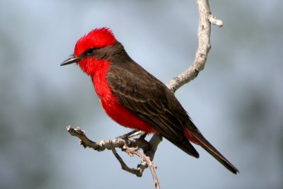 Vermilion Flycatcher