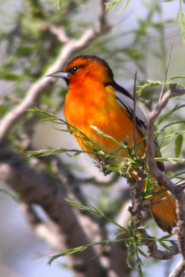 Tanagers, Blackbirds, Orioles