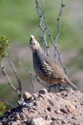 Scaled Quail