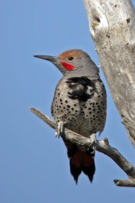 Northern Flicker (Red-Shafted)