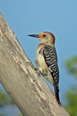 Golden-fronted Woodpecker