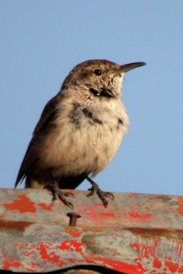 Rock Wren