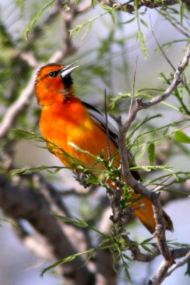 Bullocks Oriole