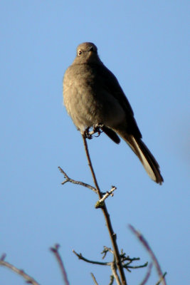 Townsend's Solitaire