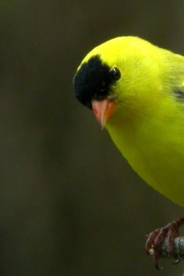 American Goldfinch