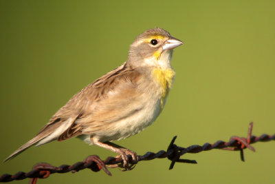 Dickcissel