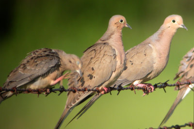 Mourning Dove