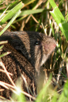 Mouse in the Grass