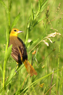 Orchard Oriole (female)