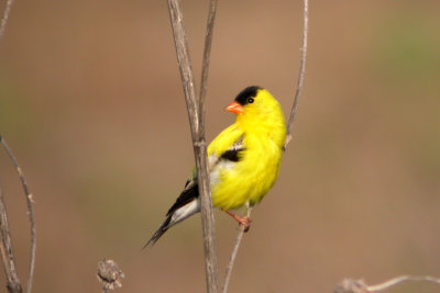 American Goldfinch