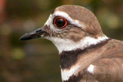 Killdeer