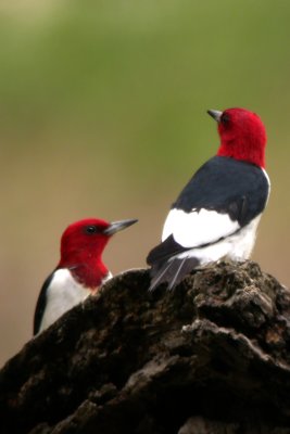 Red-headed Woodpecker