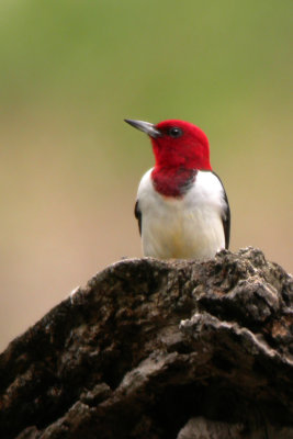 Red-headed Woodpecker