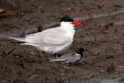 Caspian Tern and Black Tern