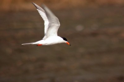 Forster's Tern