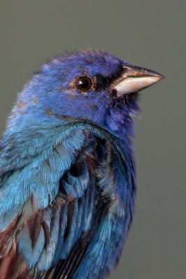 Indigo Bunting