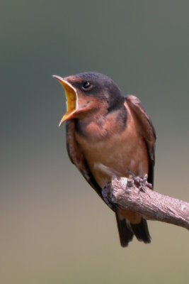Barn Swallow (Immature)